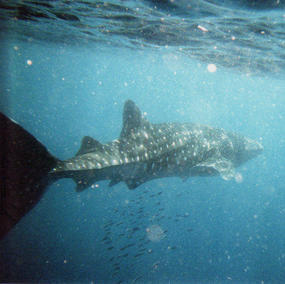 Whale Shark Turns His Back.