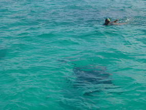 Manta Ray.