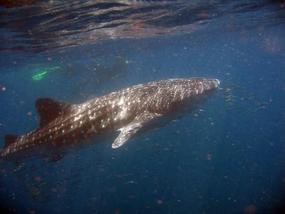 Swimmers Observing The Whale Shark.