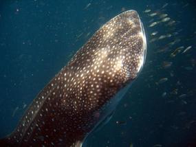 Up Close And Personal With A Whale Shark.