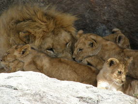 Dad Babysitting - Serengeti.