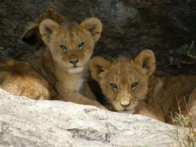 Inquisitive Cubs - Serengeti.