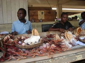 Shells For Sale - Dar Fish Market.