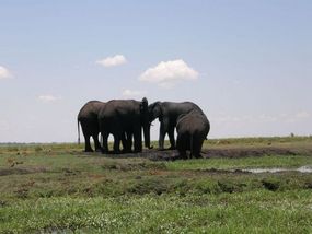 Elephant Conference.