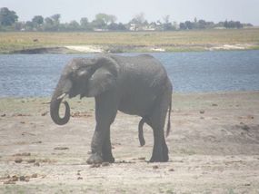 Five Legged Elephant?.