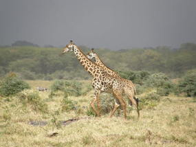 Giraffe And Approaching Storm.