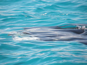 Manta Ray - Graceful.