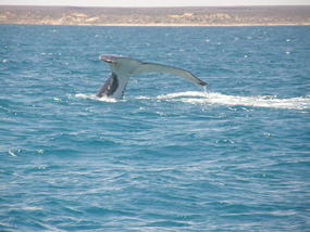 Classic Whale Dive Shot.