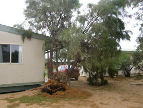 Tree Down.