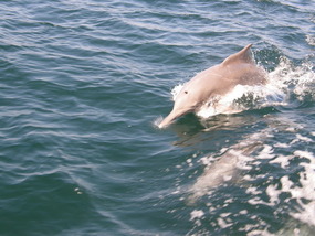 Khor Ash-Sham - Musandam Peninsular.