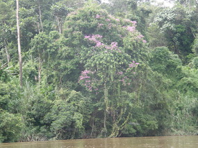 Taman Negara - Jungle.