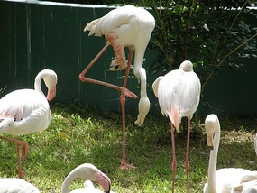 Relaxing Flamingoes.