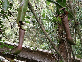 Pitcher Plant.