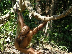 Just Hanging Around.