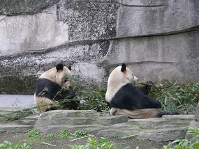 Eating Bamboo.
