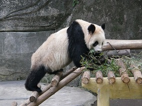 Panda At Chongqing.
