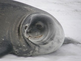 Elephant Seal.