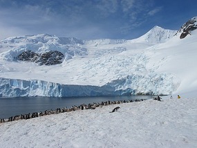 Penguins And Glacier.