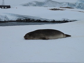 Elephant Seal With Penguin Colonies In Background.