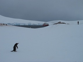 Lonely Penguin At Jougla Point.