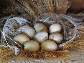 Ostrich Eggs.