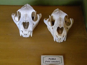 Puma Skulls - Museum. 