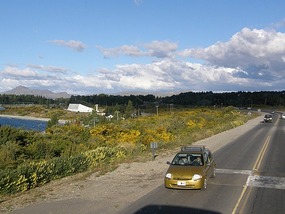 Bariloche Wildflowers.
