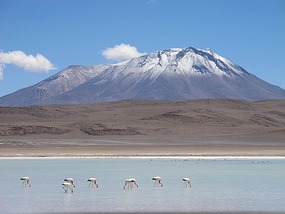 Flamingo's And Ice Caps.