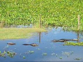 Caimen - Pantanal.