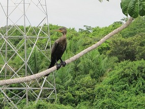 Cormmorant (Shag).