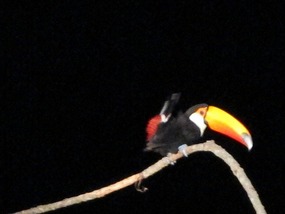 Toucan, Night Spotting - Pantanal.