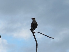 Vulture.