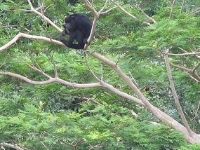 Howler Monkey.