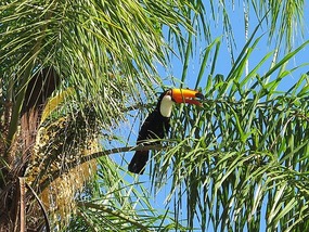 Finally A Toucan!! - Iguazu National Park.