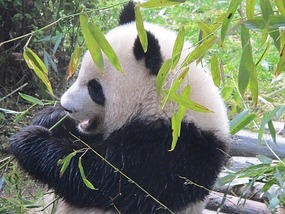 Gorgeous Panda At Research Center.  