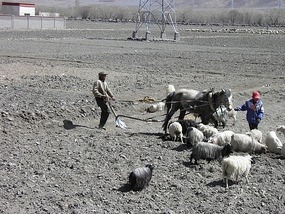 Horse Ploughing.