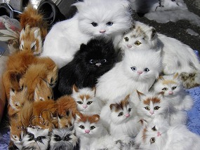 Cute As.