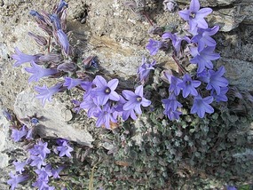 Wildflowers - Mystras.