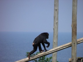 Walking The Plank - Ngamba Chimp Sanctuary. 