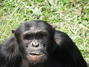 Wise Old Face - Chimpanzee Santuary.