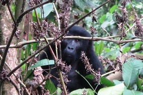 A Young Female Gorilla.