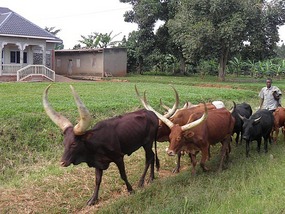 Horned Cattle.