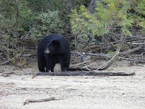 Our First Bear - Blue River.