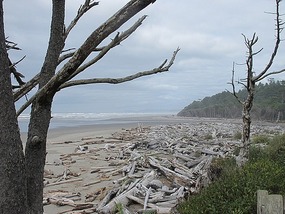 Driftwood Littered Beach - Olympic NP. 