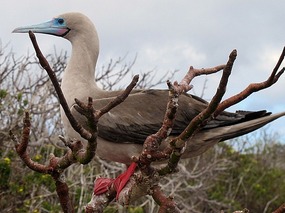 Large Red-footed Booby - Isla Genovesa.