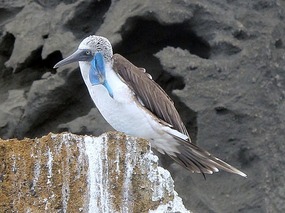 Blue-Footed Booby Having A Scratch - Bartolome.