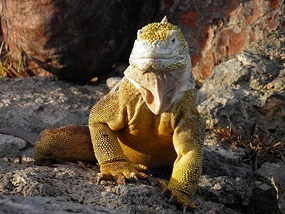Land Iguana - Isla Plaza Sur, Galapagos.