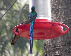 Hummingbird 2 - Acaime.