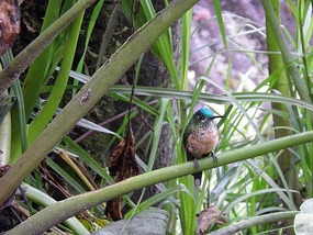 Hummingbird 3 - Acaime.