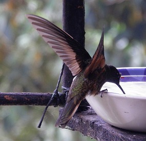 Hummingbird 4 - Acaime.